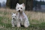 WESTIE 425